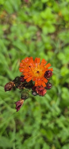 orange hawkweed