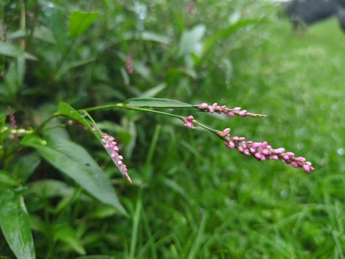 low smartweed
