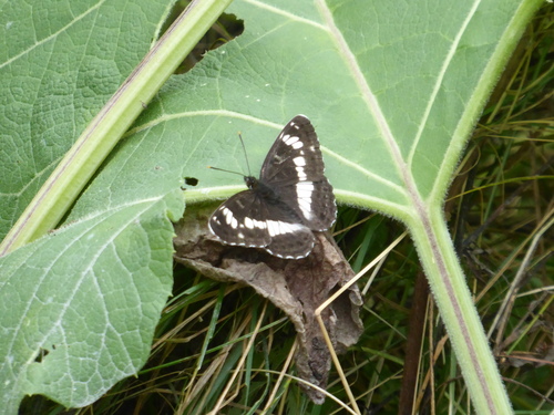 Eurasian White Admiral