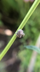 Hamataliwa grisea