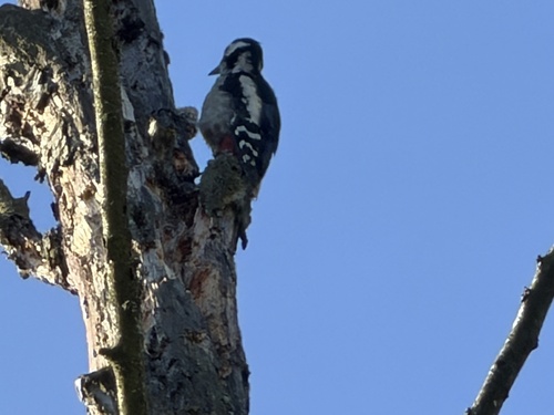 Great Spotted Woodpecker
