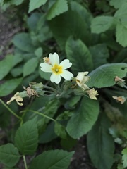 Primula elatior
