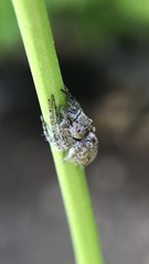 Hamataliwa grisea