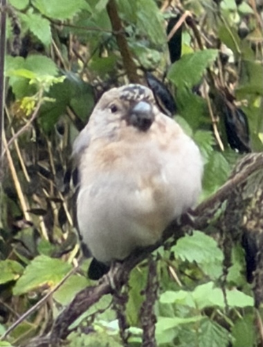 Eurasian Bullfinch