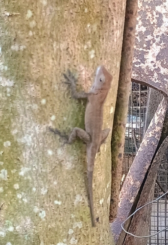Crested Anole