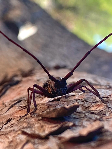 Black Pine Sawyer Beetle