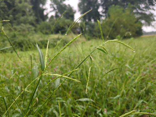 Japanese stiltgrass