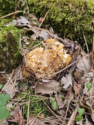 Cauliflower Fungus
