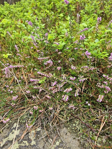 common heather