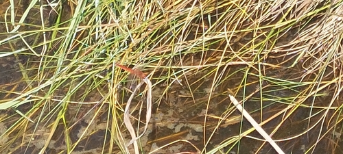 Broad Scarlet