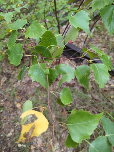 gray birch