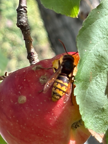 European Hornet