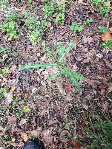 creeping thistle