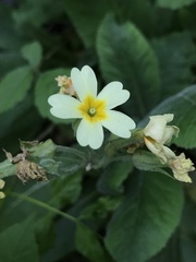 Primula elatior