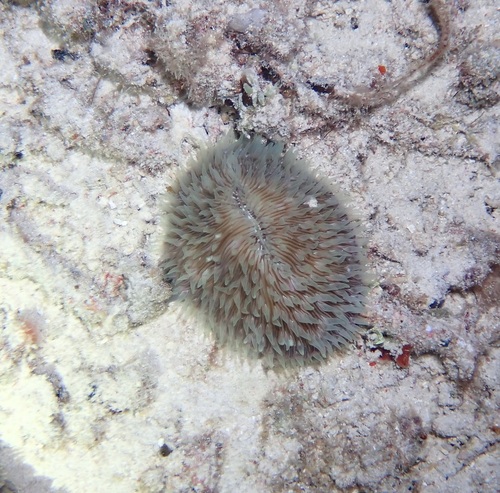 Lobactis scutaria observed 2026-09-20