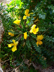 Morisia monanthos