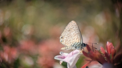 Lang's Short-tailed Blue