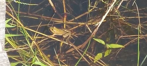 Iberian Green Frog