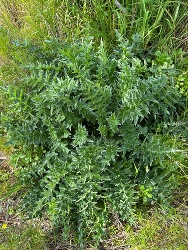 Broad-winged Thistle