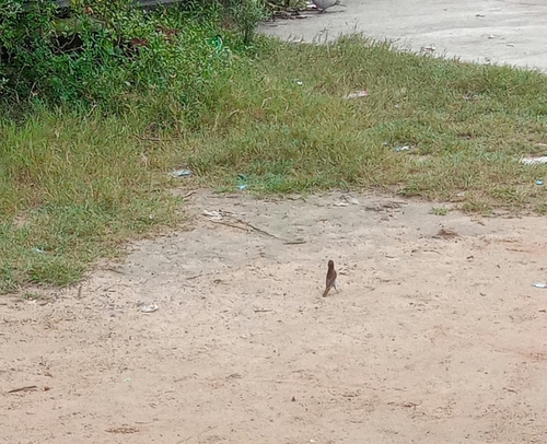 Scaly-breasted Munia