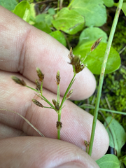 Fimbristylis autumnalis
