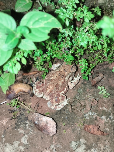 Asian Common Toad