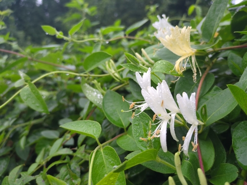 Japanese honeysuckle