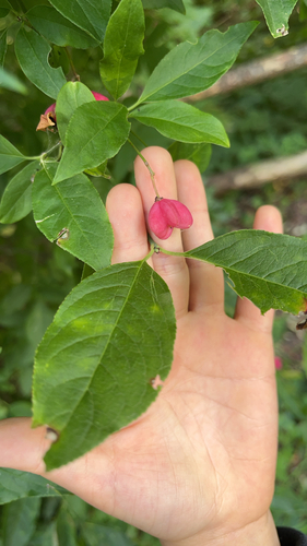 Spindle