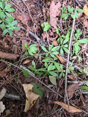 fragrant bedstraw