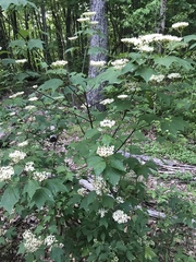 Viburnum acerifolium