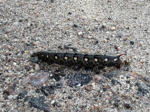 Bedstraw Hawkmoth