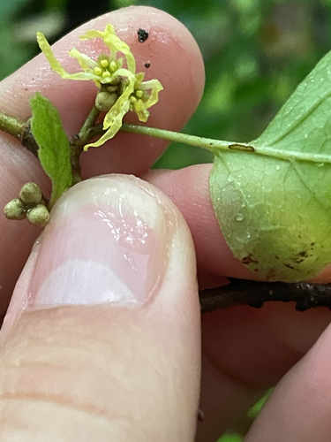 american witch-hazel