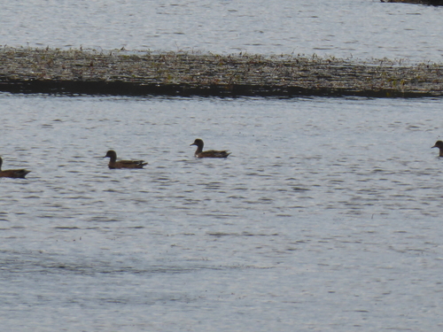 Eurasian Wigeon