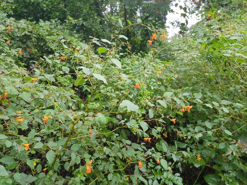 common jewelweed