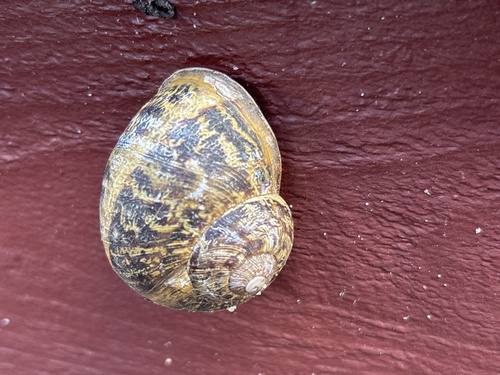 Garden Snail