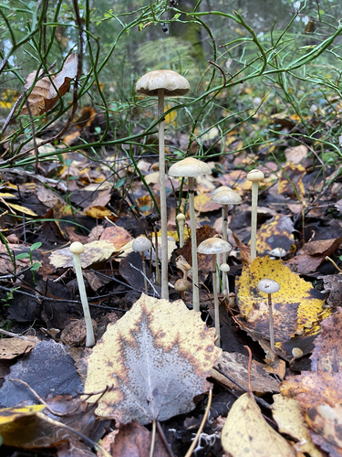 Protostropharia alcis