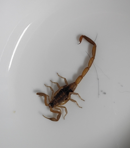 Striped Bark Scorpion