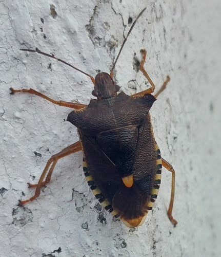 Forest Bug