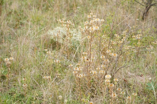 Carlina vulgaris, photograph 2