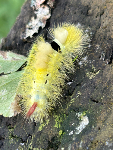Pale Tussock Moth