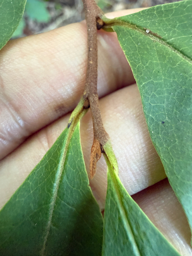 Asimina parviflora, photograph 3