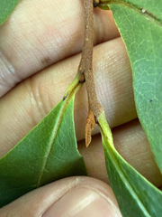 Asimina parviflora, photograph (c) Brandon Corder, some rights reserved (CC BY)