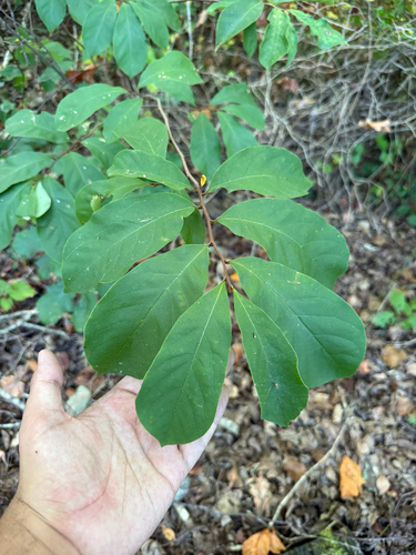 Asimina parviflora, photograph 1