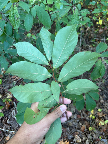 Asimina parviflora, photograph 4