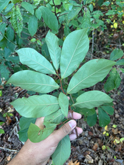 Asimina parviflora, photograph (c) Brandon Corder, some rights reserved (CC BY)