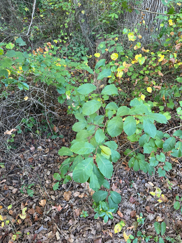 Asimina parviflora, photograph 6