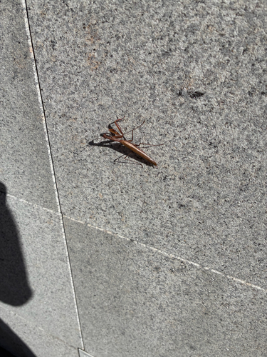 European Mantis