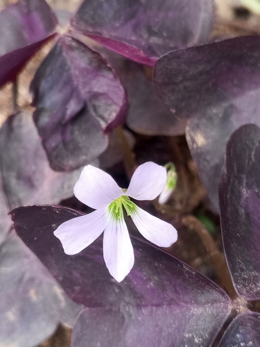 false shamrock