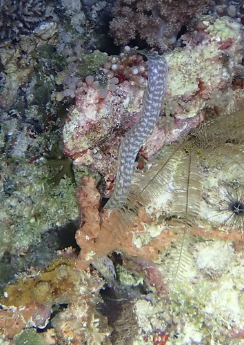 Gymnothorax chilospilus observed 2026-09-20