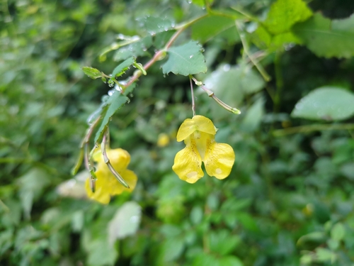pale jewelweed
